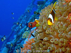 Red Sea Anemone fish on the Numidia at Big Brother Island... by James Dawson 